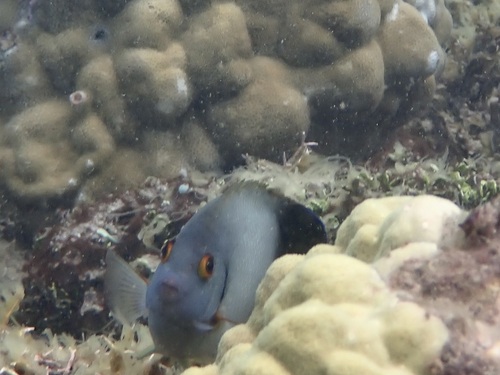 Photo of Cherub Angelfish (Centropyge vrolikii)