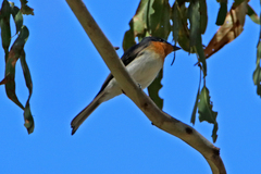 Myiagra cyanoleuca