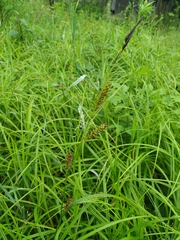 Carex sordida