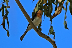 Myiagra cyanoleuca