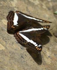 Adelpha alala