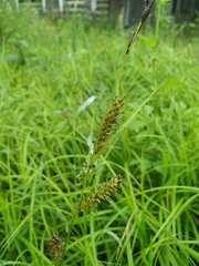 Carex sordida
