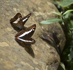 Adelpha alala
