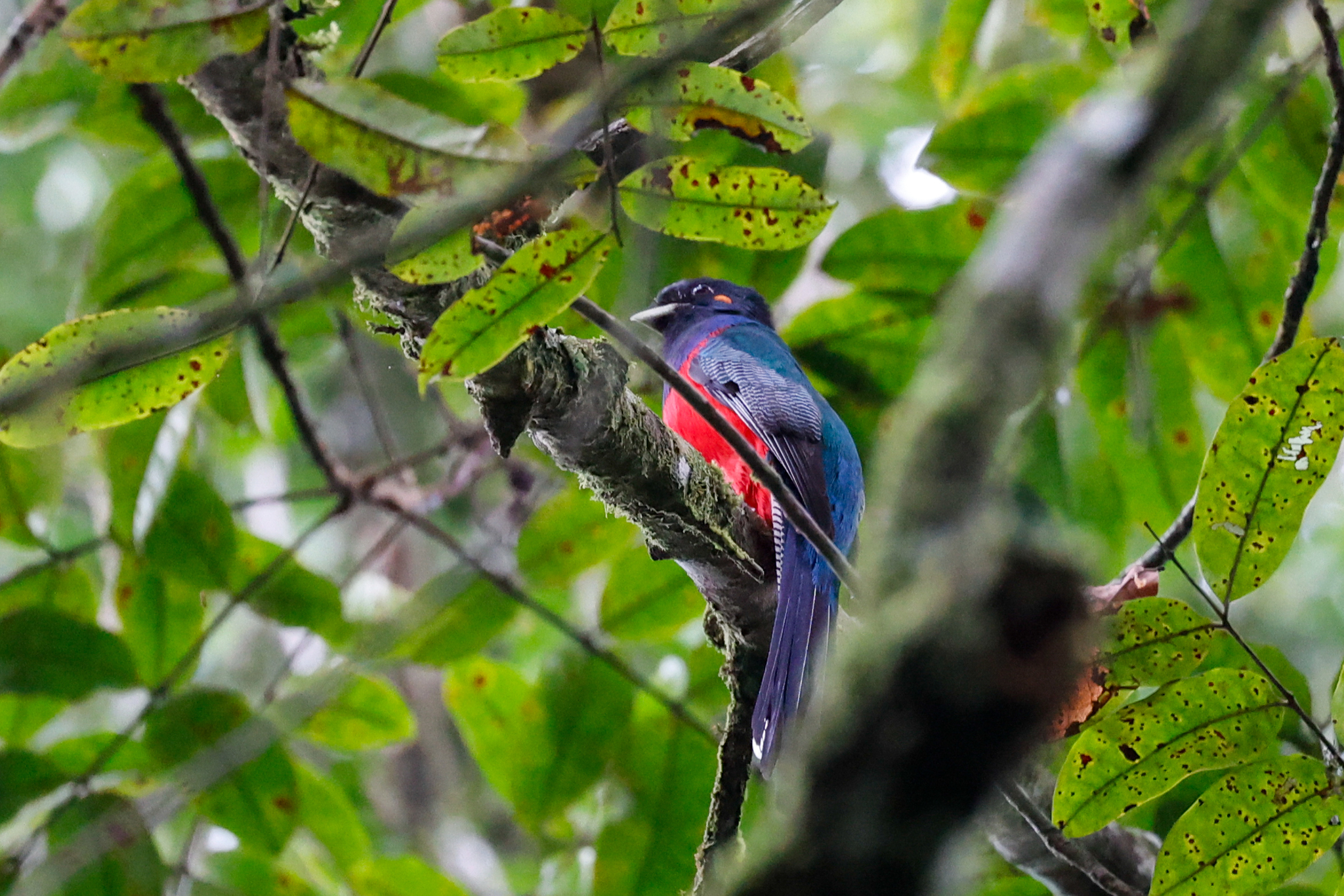 Bar-tailed Trogon (Apaloderma vittatum), photo 3