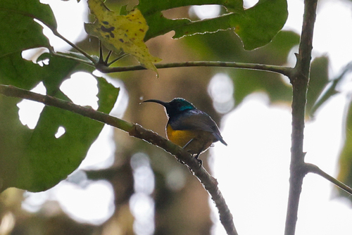 Loveridge's Sunbird (Cinnyris loveridgei), photo 3