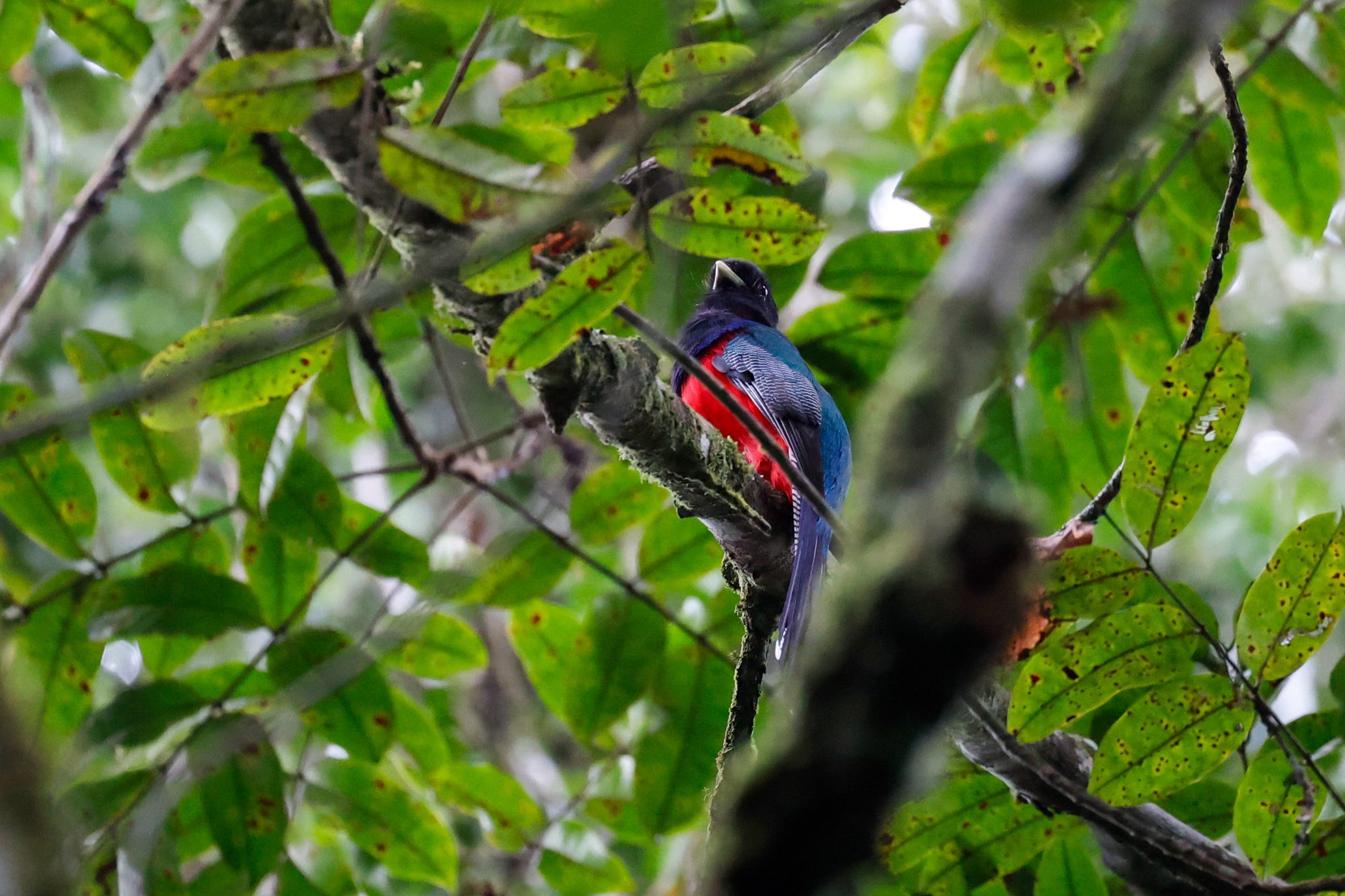 Bar-tailed Trogon (Apaloderma vittatum), photo 4