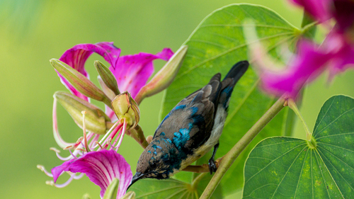 Purple Sunbird (Cinnyris asiaticus), photo 5