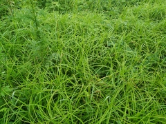 Carex sordida