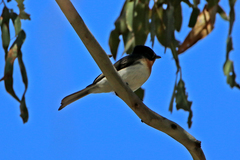 Myiagra cyanoleuca