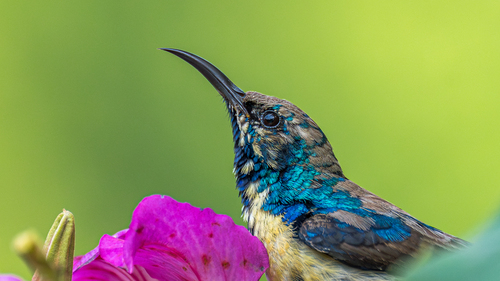 Purple Sunbird (Cinnyris asiaticus), photo 10
