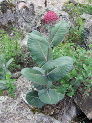 Asclepias otarioides