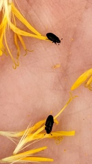 Brassicogethes aeneus