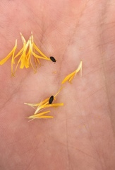 Brassicogethes aeneus