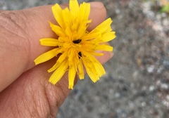 Brassicogethes aeneus