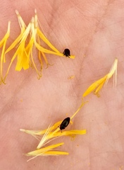 Brassicogethes aeneus