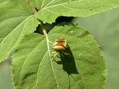 Elasmostethus atricornis