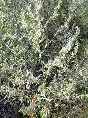Artemisia absinthium