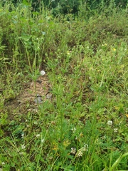 Potentilla chalchorum