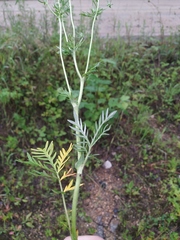 Potentilla chalchorum
