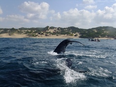 Megaptera novaeangliae australis