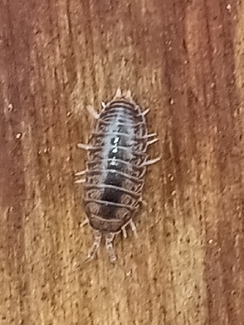 Curly Woodlouse photo 6