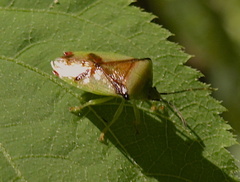 Elasmostethus atricornis