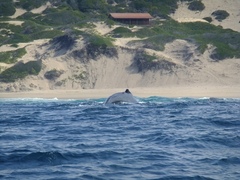 Megaptera novaeangliae australis