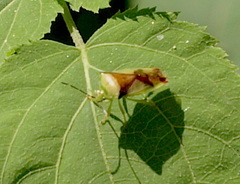 Elasmostethus atricornis