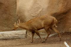Calamian Deer photo 3