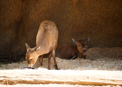 Calamian Deer photo 4