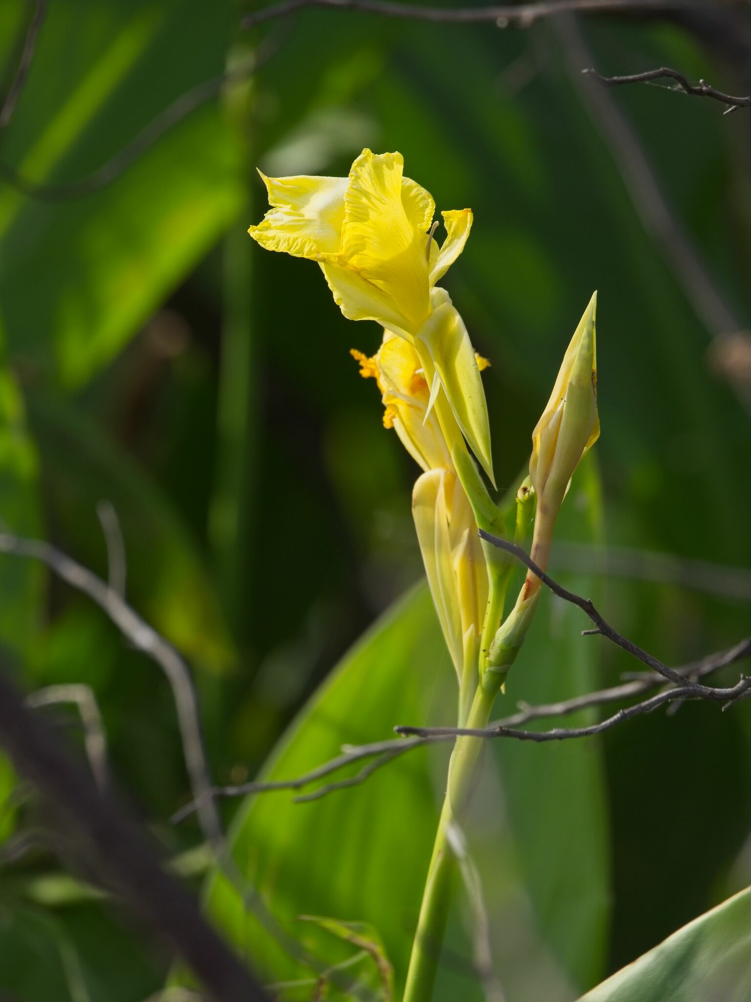 Imagem de Biri-amarelo
