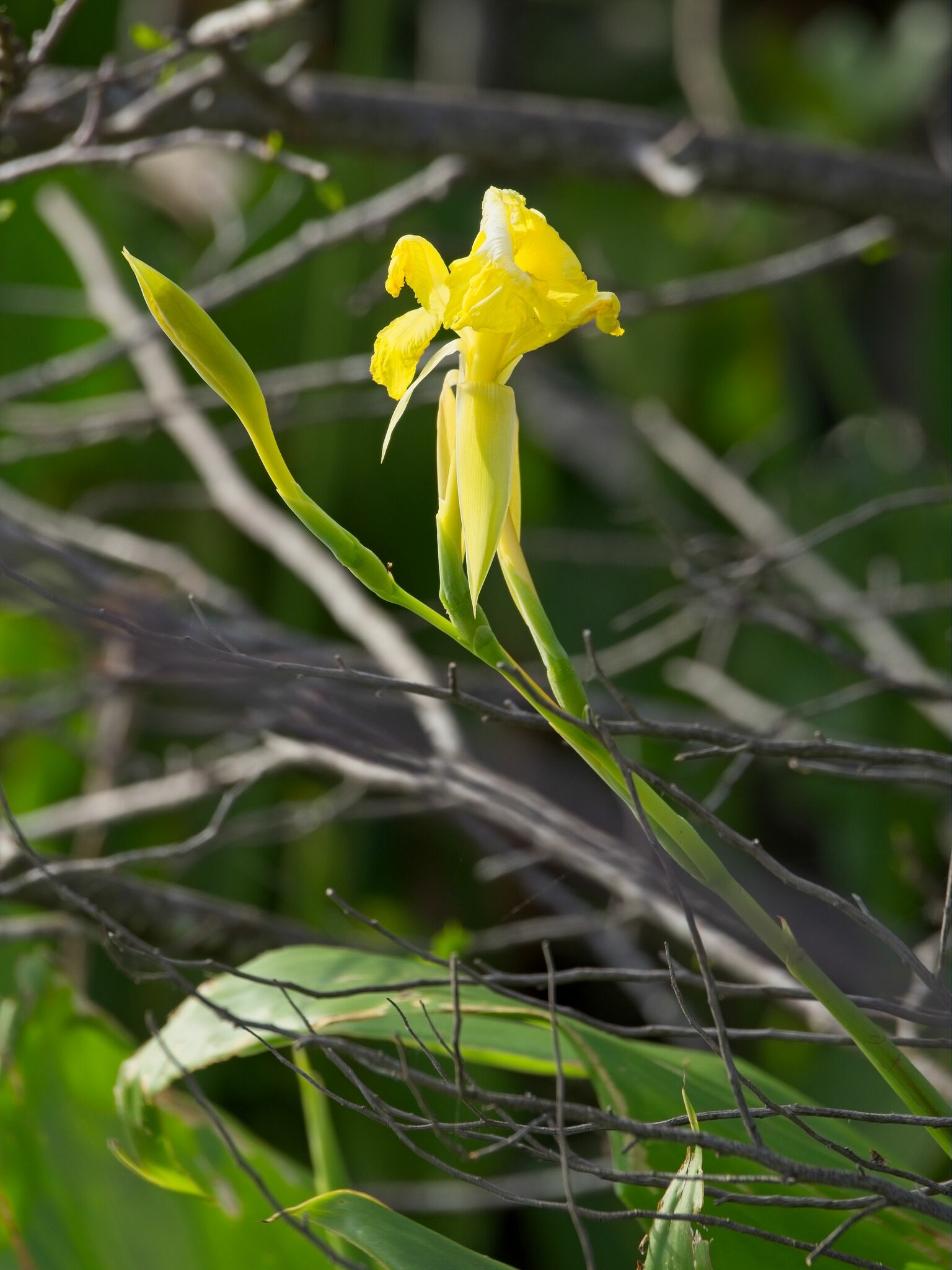 Imagem de Biri-amarelo