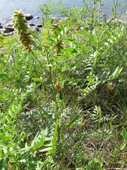 Glycyrrhiza lepidota