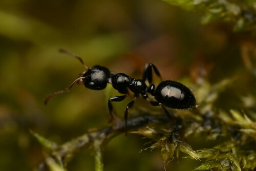 卡氏鼻蚁Myrmecorhynchus carteri