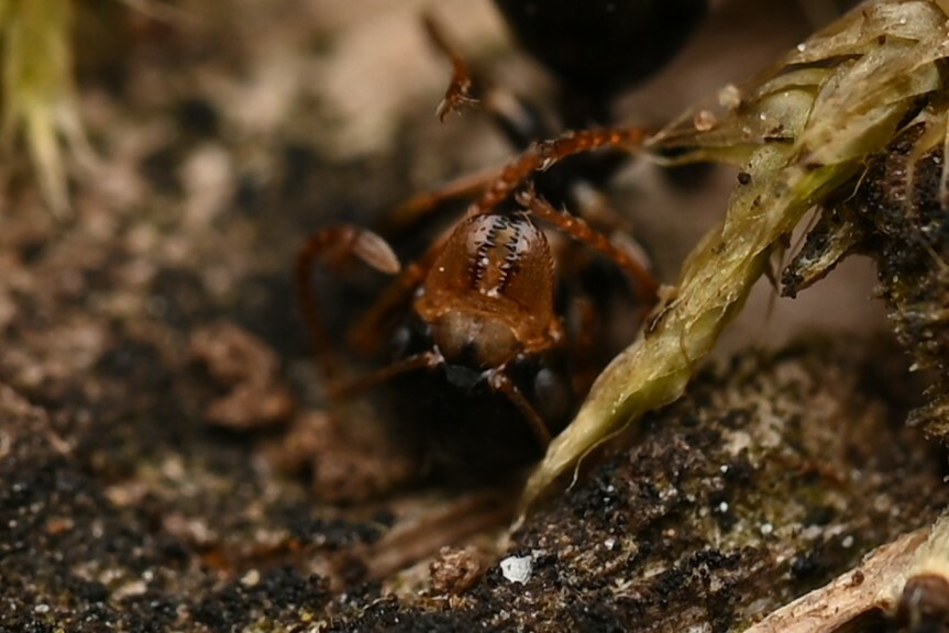 Myrmecorhynchus nitidus