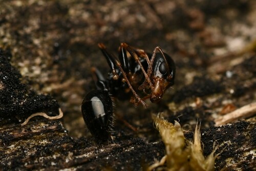 光亮鼻蚁Myrmecorhynchus nitidus