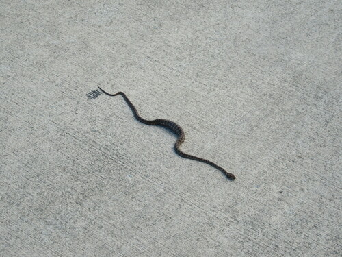 Coastal Carpet Python sighting