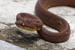 Boiga ochracea