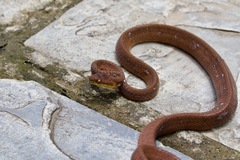 Boiga ochracea