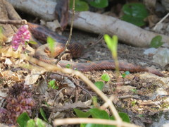 Vipera ammodytes