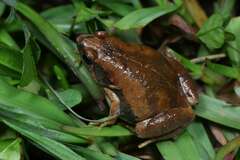 East Asian Ornate Chorus Frog photo 4
