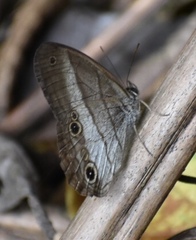 Euptychoides laccine