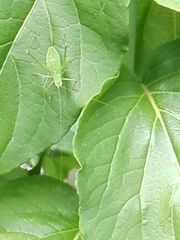 Leptophyes punctatissima