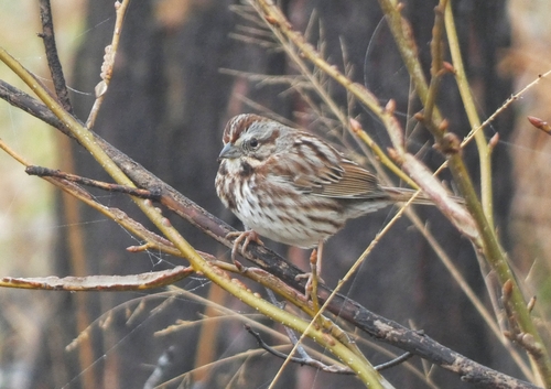 Song Sparrow photographed in Louisiana