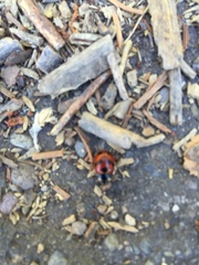 Coccinella monticola