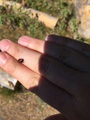 Coccinella monticola