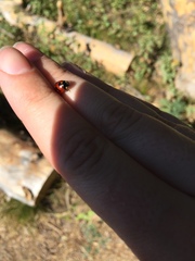Coccinella monticola
