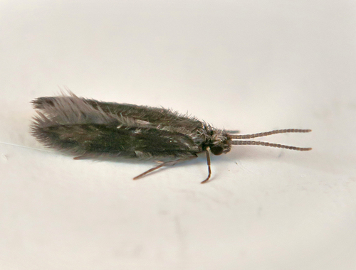 Ithytrichia
