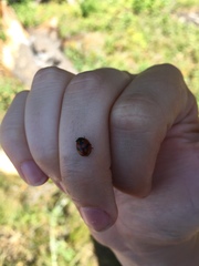 Coccinella monticola