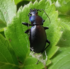 Carabus violaceus